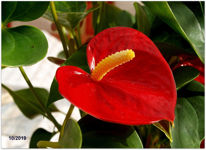 A n t ú r i a   /Anthurium /