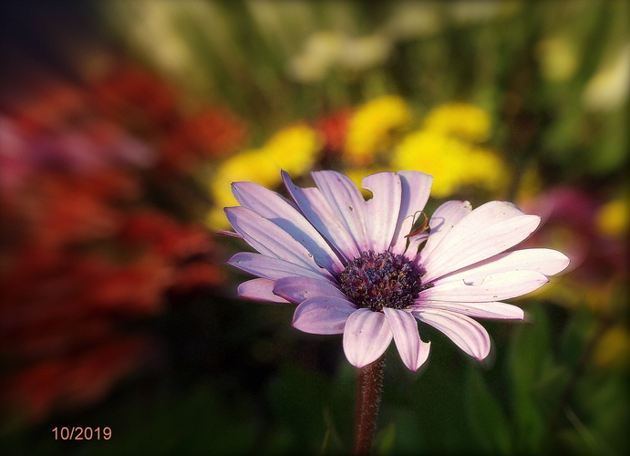 OSTEOSPERMUM 