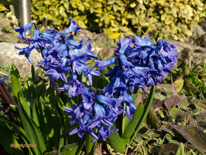 Hyacint východný (Hyacinthus orientalis)