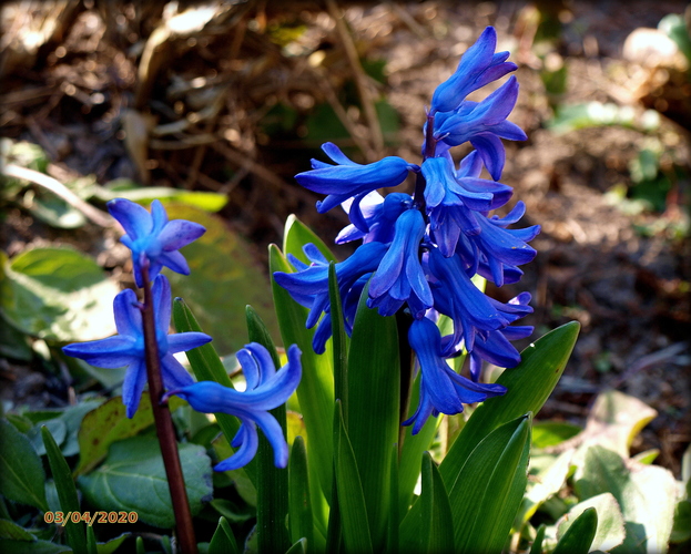 Hyacint východný (Hyacinthus orientalis) II.