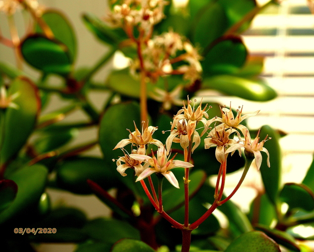 Tučnolist vajcovitý /Crassula ovata/