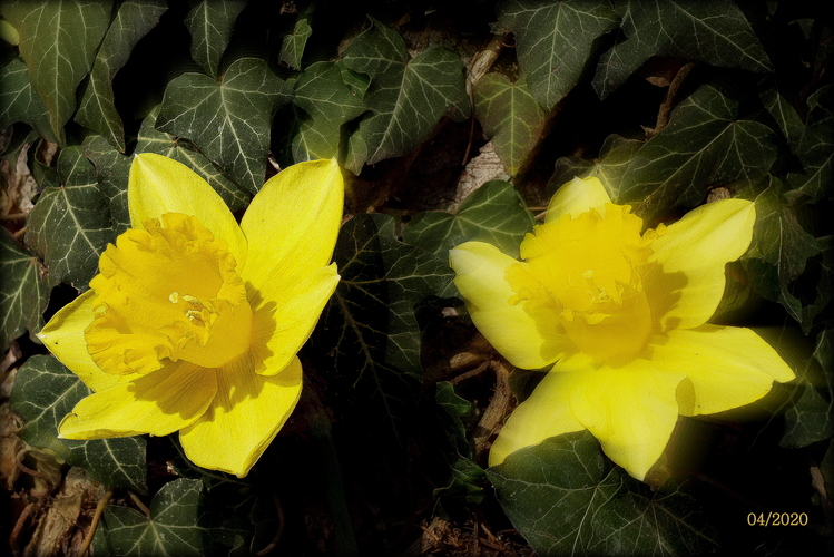 NARCISSUS PSEUDONARCISSUS