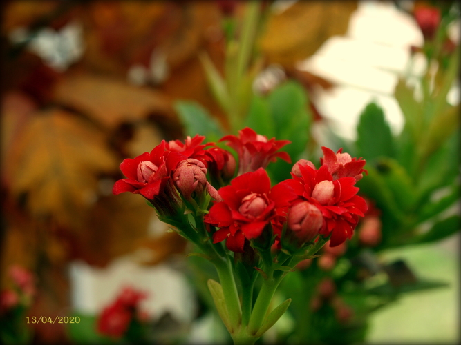 Kalanchoe