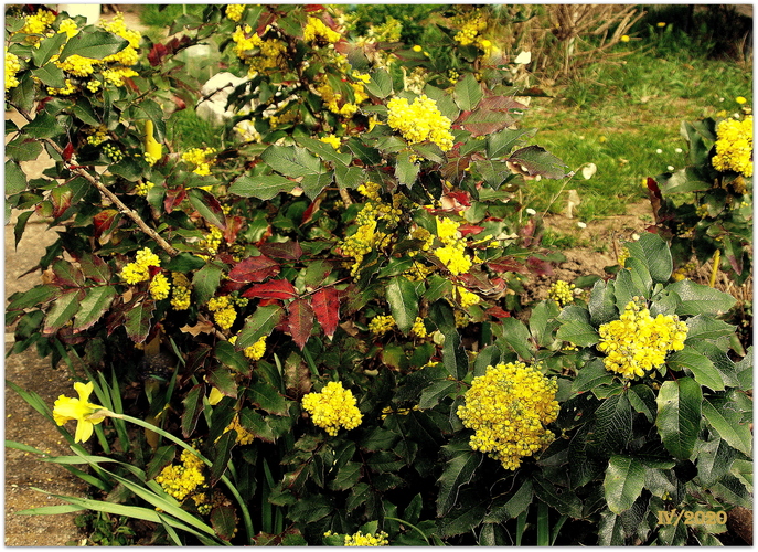 MAHÓNIA CEZMÍNOLISTÁ /Mahonia aquifolium/