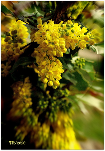 MAHÓNIA CEZMÍNOLISTÁ /Mahonia aquifolium/  II.