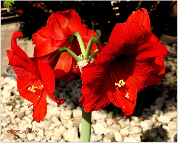 Z o r n i c a (Hippeastrum)