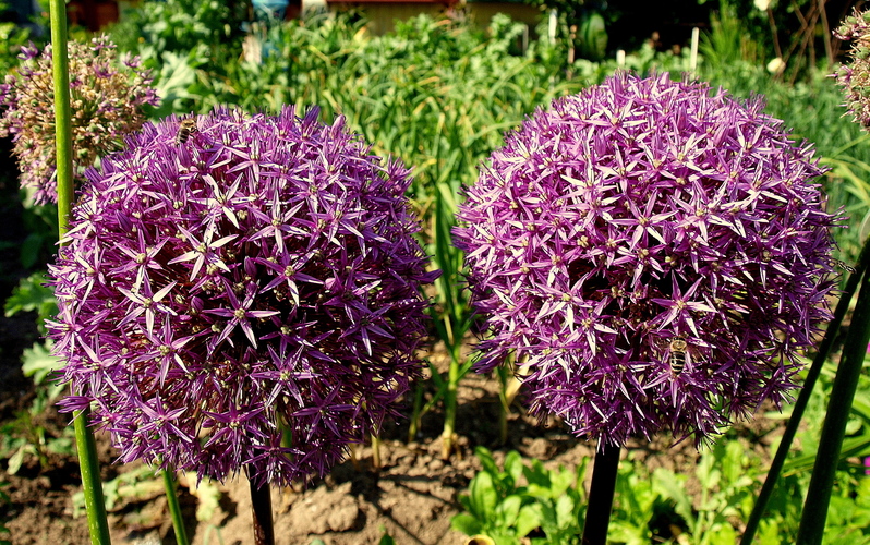  ALLIUM PURPLE SENSATION 