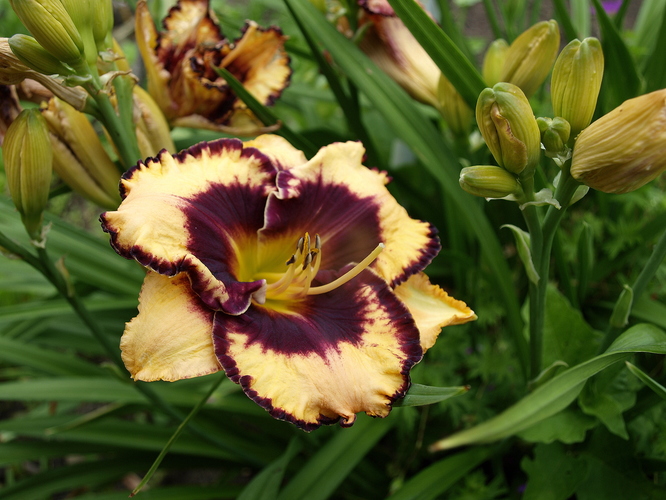 Hemerocallis II.