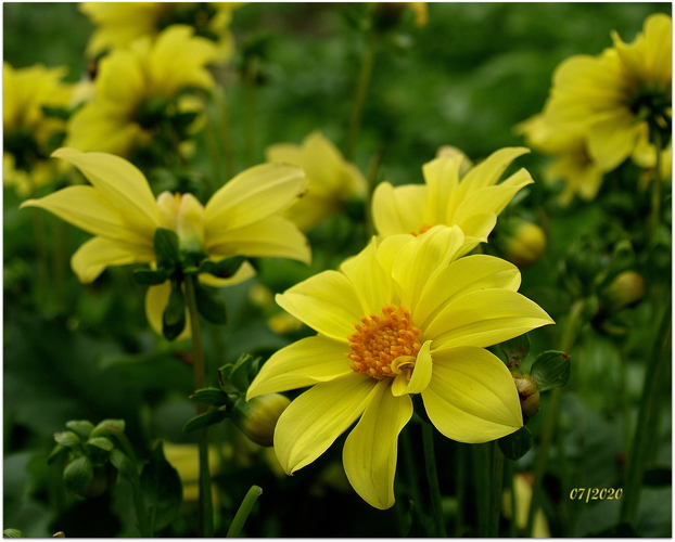 Yellow dahlia