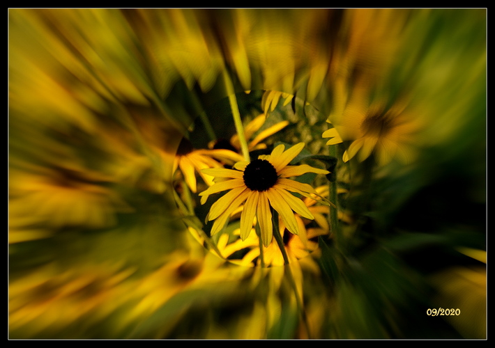  Rudbeckia hirta II.