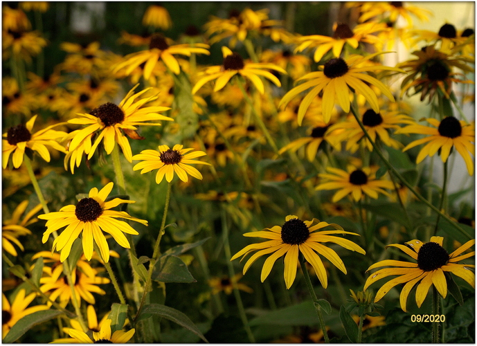 Rudbeckia hirta III.