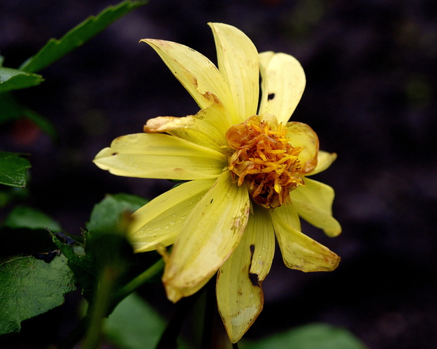 Yellow dahlia II.