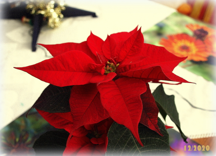 POINSETTIA