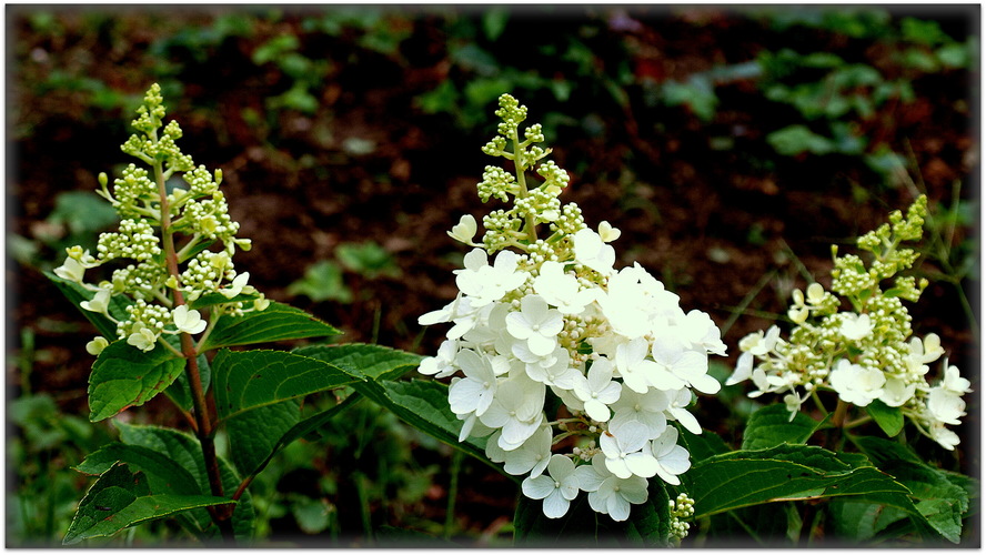 Hydrangea 'Polar Bear' 