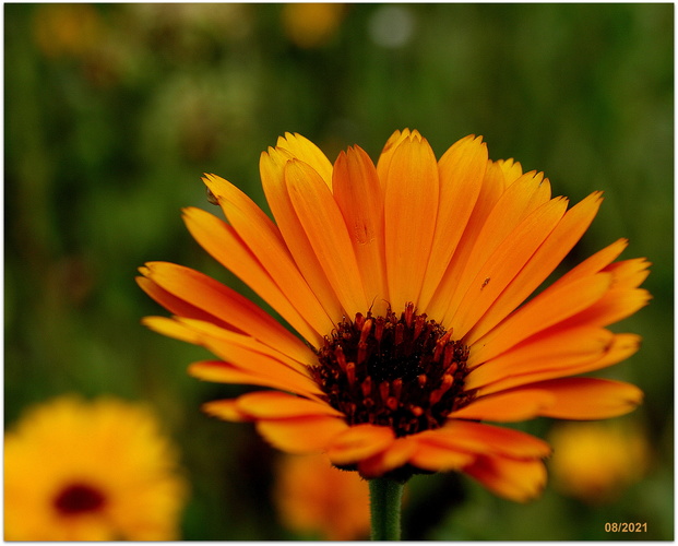 N e ch t í k lekársky /Calendula officinalis/ 