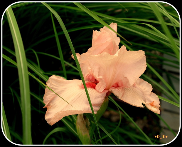 Iris 'Pin Up Girl'