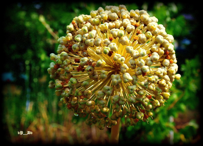  Allium ´Ambasador´