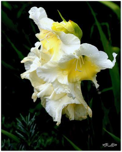 White flower