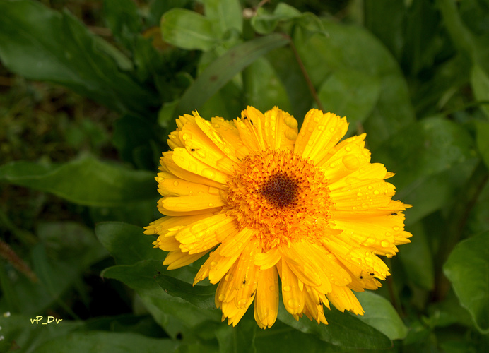 Nechtík lekársky (Calendula officinalis)