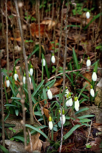 Hniezdečko