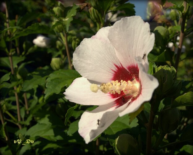 I b i š t e k sýrsky /Syrian hibiscus/