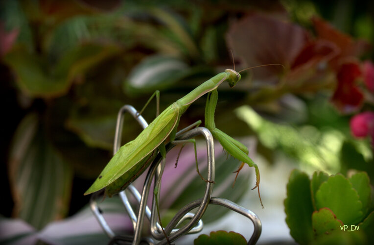 Modlivka zelená (Mantis religiosa)