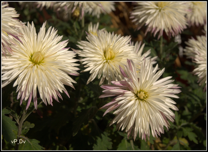 CHRYSANTHEMUM II.