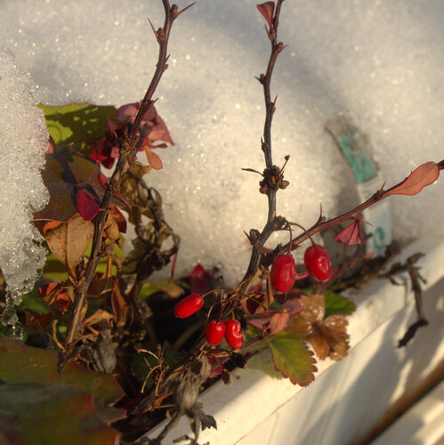 Plody - dráč obyčajný /Berberis vulgaris L./