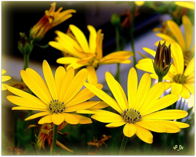 Osteospermum 