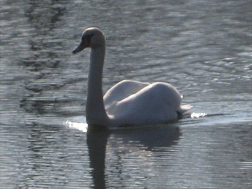 Labuť