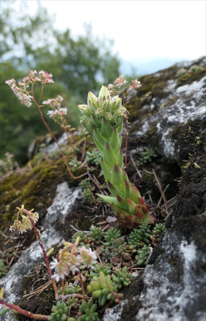 Skalka