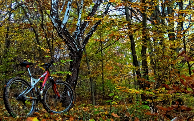 Kawasaki Axle in forest