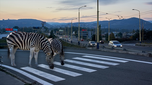 Na zebre.