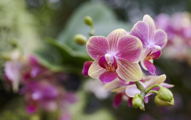 Orchidea.