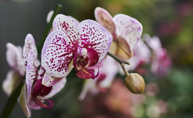 Orchidea 2.