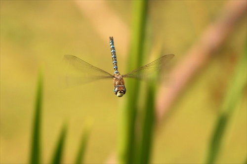 dragonfly