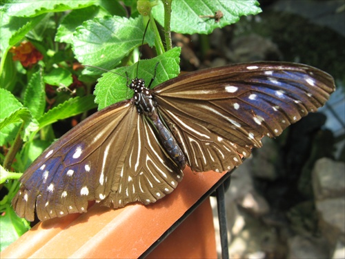 butterfly black