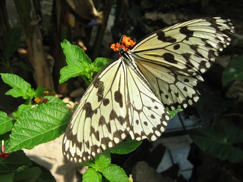 butterfly white