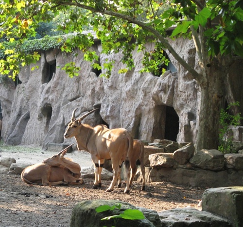 idylka v ZOO