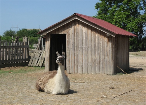 dáma lama