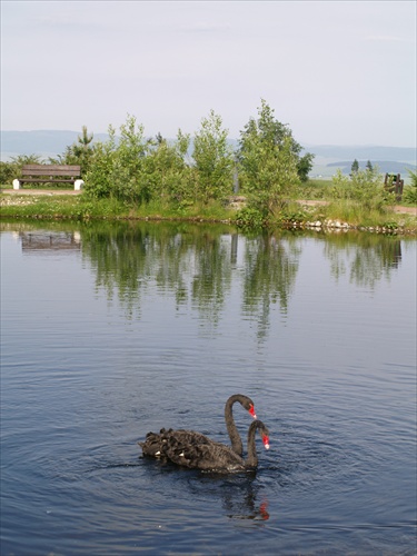 Čierne labute