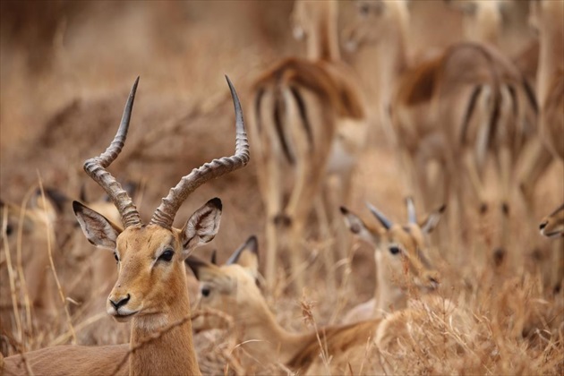 antilopa Impala