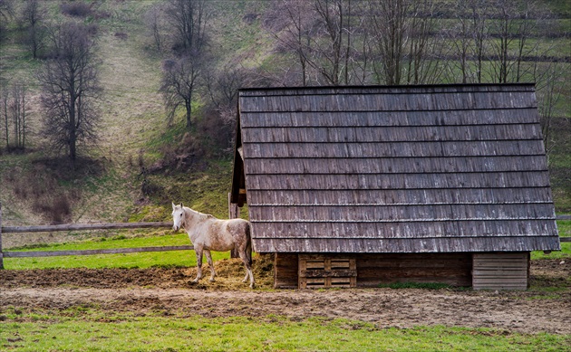 Ranné vstávanie