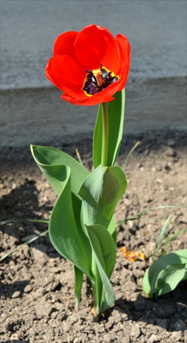 tulipan