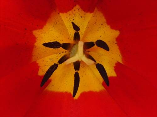 tulipan