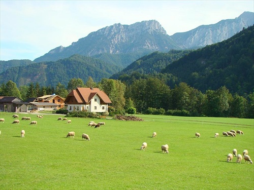 Kosačky v akcii.