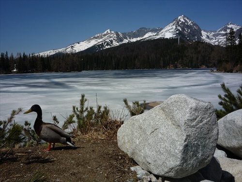 Štrbské pleso na jar