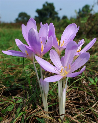 Jesienka obyčajná - Colchicum autumnale