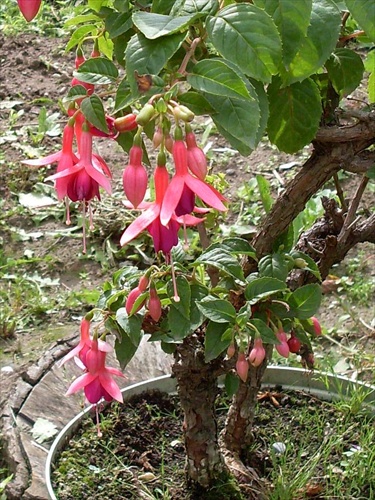 fuchsia