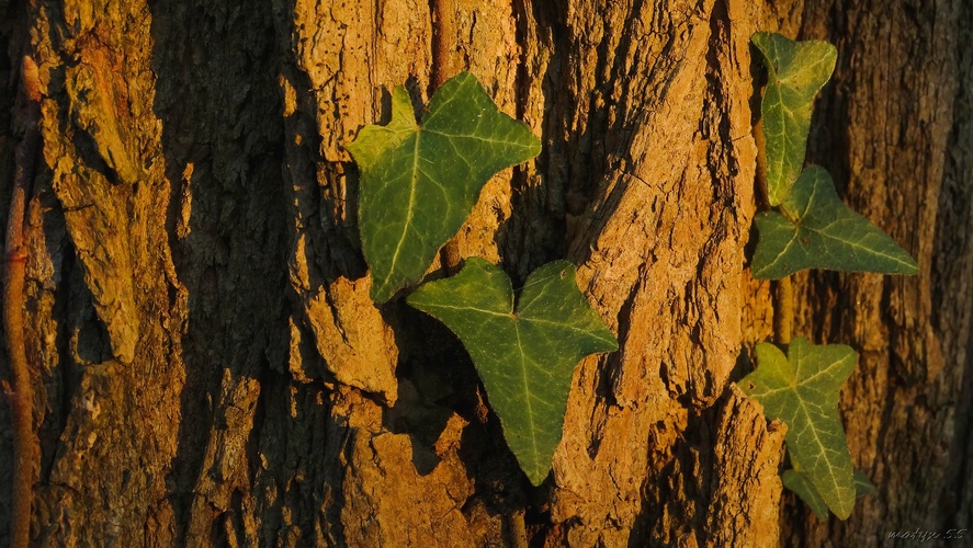 v podvečernom slnku...